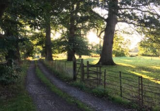 A grassy track passes a gate and continues below a row of shady trees