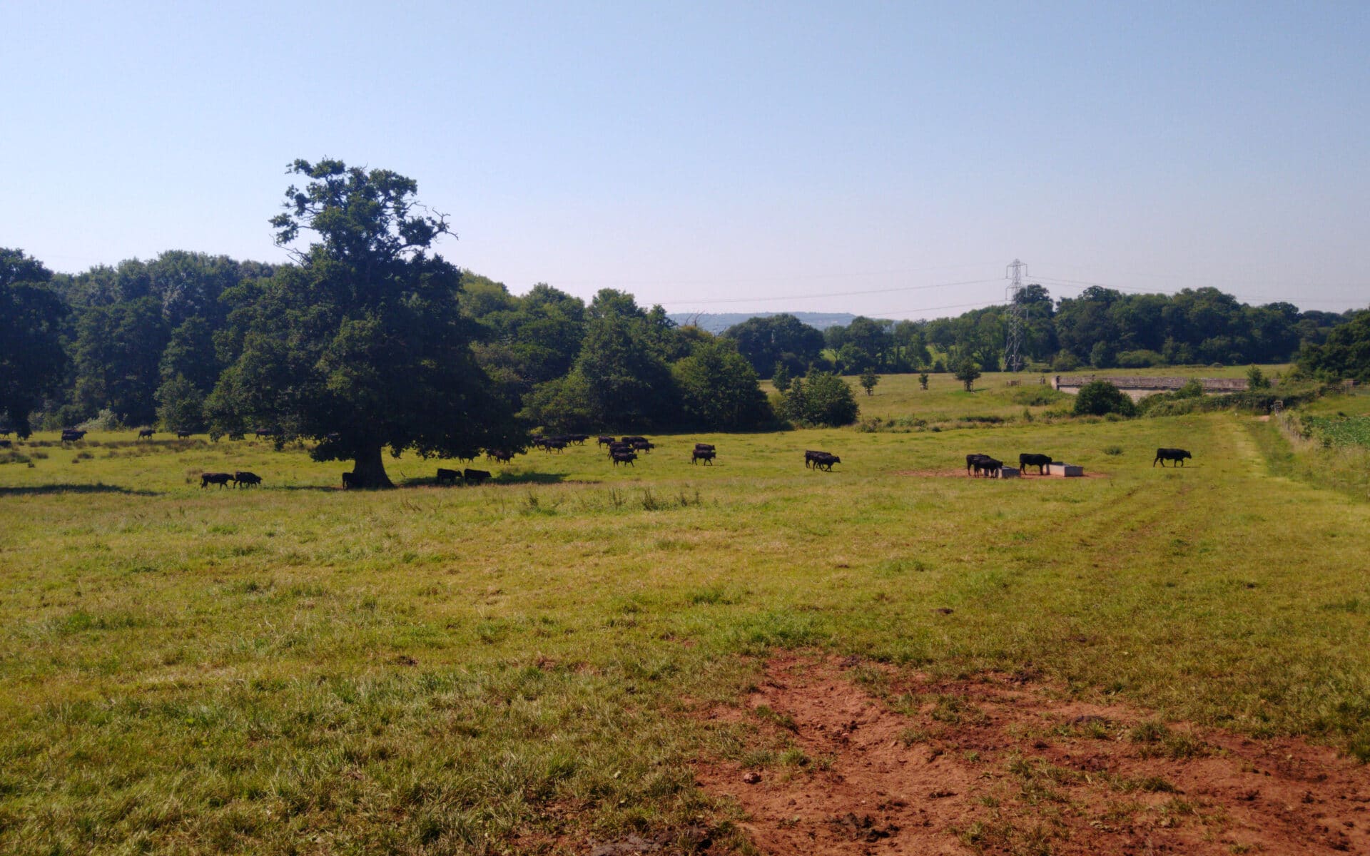 Black cows grazing in a field by Three Arch Bridge
