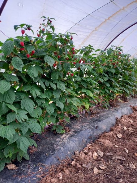 Raspberry canes growing inside a polytunnel, the fruit is turning red.