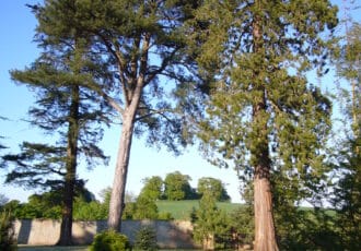 Two large pine trees loom above, filling the blue sky