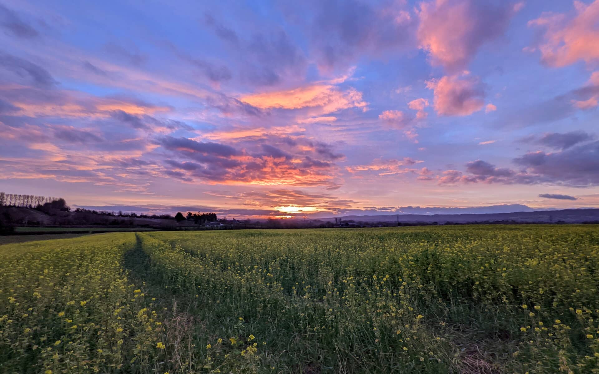 A colourful sunrise over a field of yellow flowers